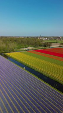 Kanaldan su çeken iki traktörle dolu canlı lale tarlalarının hava manzarası, doğa, makine ve renkli çiçek sıraları arasında çarpıcı bir kontrastlık yaratır. Mavi gökyüzü.