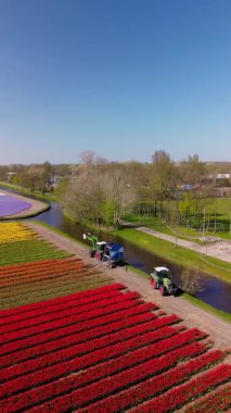 Kanaldan su çeken iki traktörle dolu canlı lale tarlalarının hava manzarası, doğa, makine ve renkli çiçek sıraları arasında çarpıcı bir kontrastlık yaratır. Mavi gökyüzü.