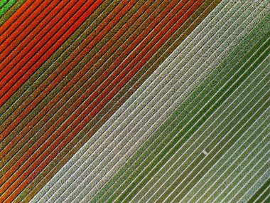 Göz kamaştırıcı bir lale tarlası manzarası, mükemmel hizalanmış, kırmızı ve yeşil yatay çizgiler manzarada büyüleyici bir çizgili desen oluşturuyor..