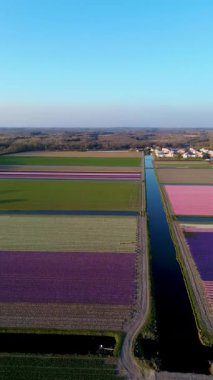 Canlı lale tarlalarının hava manzarası, açık mavi bir gökyüzü altında, yakındaki yollar, çiftlikler ve uzak bir kasaba ile kırsal bir alanda renkli çiçek sıraları sergiliyor..
