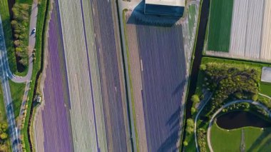 Canlı lale tarlalarının hava manzarası, açık mavi bir gökyüzü altında, yakındaki yollar, çiftlikler ve uzak bir kasaba ile kırsal bir alanda renkli çiçek sıraları sergiliyor..