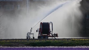 Büyük bir sulama makinesi, yerleşim yerinin yakınındaki çiçek tarlasının üzerine su püskürterek, güneş ışığında sisli ve arka planda bir etki yaratıyor..