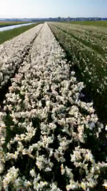 Bitmek bilmeyen beyaz nergisler ufka doğru uzanıyor. Açık mavi gökyüzünün altında, uzak evleri ve ağaçları olan bir kanal tarla boyunca akar..