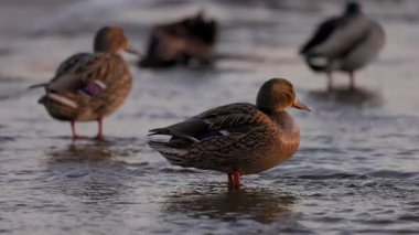 Dişi bir yaban ördeği sığ sularda durur, sıcak güneş ışığında yıkanır. Diğer ördekler, biraz bulanık odaklanırlar, dinlenirler ve arka planda yaşarlar. Kuşun turuncu perdeli ayakları etrafında hafif dalgalanmalar oluşur..