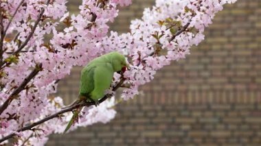 Yeşil bir papağan, arka planda bulanık tuğla bir duvarla çevrili, narin pembe çiçeklerle çevrili kiraz çiçeği dalına tünemiş..