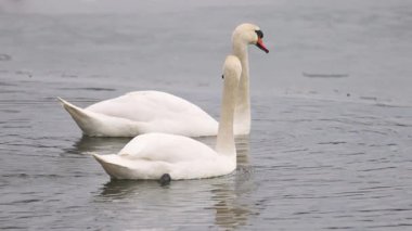 İki zarif kuğu kısmen donmuş bir gölün soğuk sularında süzülüyor. Bir kuğu tüylerini nazikçe yolarken diğeri ileriye bakıyor. Sakin kış sahnesi dalgalanan suya yansıyor..