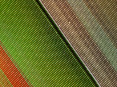 Mükemmel hizalanmış sıraları olan renkli tarımsal alanların havadan görünüşü, yeşil, kırmızı ve kahverengi ekinlerden oluşan çarpıcı bir geometrik desen yaratıyor..