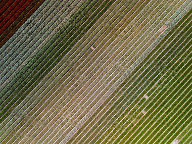 Göz kamaştırıcı bir lale tarlası manzarası, mükemmel hizalanmış, kırmızı, gri ve yeşil yatay çizgiler manzarada büyüleyici bir çizgili desen oluşturuyor..