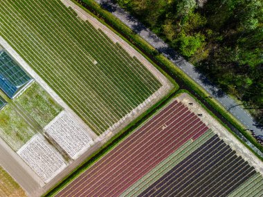 Renkli lale tarlaları, uzun yeşil ağaçların gölgesinde dinlenen bisikletçilerin Hollanda 'da baharın özünü yakaladığı sakin bir kırsal yol boyunca uzanıyor..