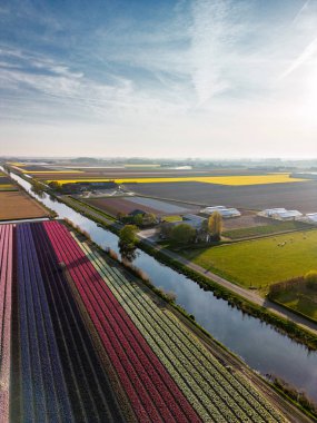 Hollanda kırsalında, yumuşak bir sabah gökyüzünün altında tarım arazileri ve yeşil otlaklarla dolu sakin bir kanal boyunca uzanan canlı lale tarlalarının havadan görünüşü.