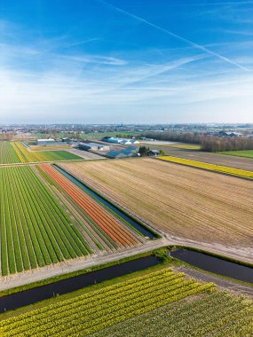Hollanda kırsalında, yumuşak bir sabah gökyüzünün altında tarım arazileri ve yeşil otlaklarla dolu sakin bir kanal boyunca uzanan canlı lale tarlalarının havadan görünüşü.