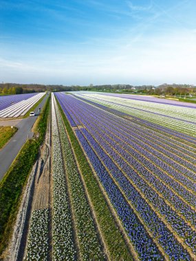 Renkli çiçek tarlaları, berrak bir gökyüzü altında kırsal bir yol boyunca uzanır. Arabalar geçer ve ufukta görünen uzak bir kasaba, yumuşak sabah ışığında..