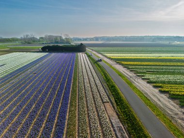 Renkli çiçek tarlaları, berrak bir gökyüzü altında kırsal bir yol boyunca uzanır. Arabalar geçer ve ufukta görünen uzak bir kasaba, yumuşak sabah ışığında..