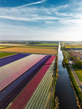 Hollanda kırsalında, yumuşak bir sabah gökyüzünün altında tarım arazileri ve yeşil otlaklarla dolu sakin bir kanal boyunca uzanan canlı lale tarlalarının havadan görünüşü.