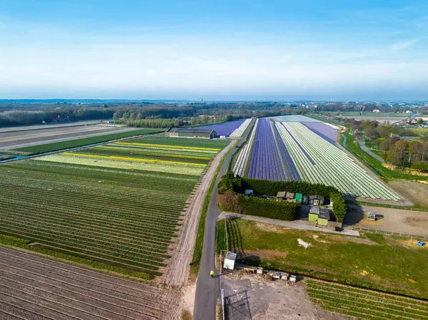 Renkli çiçek tarlaları, berrak bir gökyüzü altında kırsal bir yol boyunca uzanır. Arabalar geçer ve ufukta görünen uzak bir kasaba, yumuşak sabah ışığında..