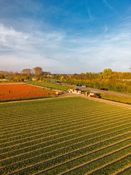 Hollanda kırsalında, yumuşak bir sabah gökyüzünün altında tarım arazileri ve yeşil otlaklarla dolu sakin bir kanal boyunca uzanan canlı lale tarlalarının havadan görünüşü.