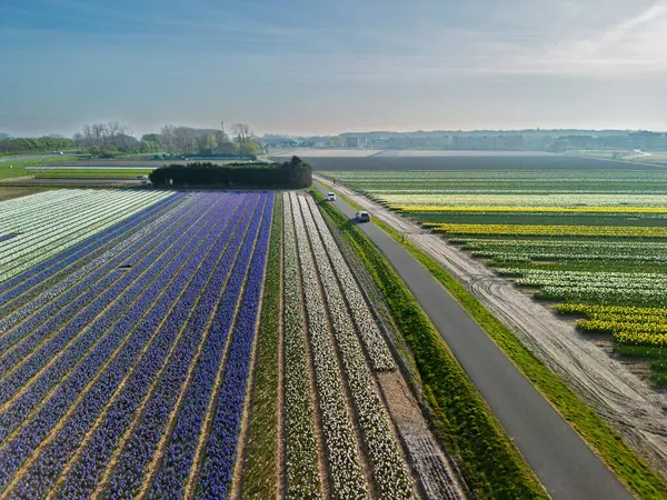 Renkli çiçek tarlaları, berrak bir gökyüzü altında kırsal bir yol boyunca uzanır. Arabalar geçer ve ufukta görünen uzak bir kasaba, yumuşak sabah ışığında..
