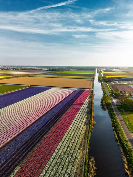 Hollanda kırsalında, yumuşak bir sabah gökyüzünün altında tarım arazileri ve yeşil otlaklarla dolu sakin bir kanal boyunca uzanan canlı lale tarlalarının havadan görünüşü.