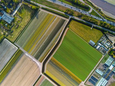 Hollanda kırsalında, yumuşak bir sabah gökyüzünün altında tarım arazileri ve yeşil otlaklarla dolu sakin bir kanal boyunca uzanan canlı lale tarlalarının havadan görünüşü.