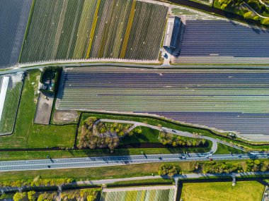 Canlı lale tarlalarının hava manzarası, açık mavi bir gökyüzü altında, yakındaki yollar, çiftlikler ve uzak bir kasaba ile kırsal bir alanda renkli çiçek sıraları sergiliyor..