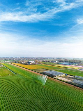 Merkezi fıskiyeli renkli lale tarlalarının havadan görünüşü su püskürtüyor, Hollanda kırsal kesimlerinde canlı ürün ve seralar sergileniyor..