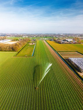 Merkezi fıskiyeli renkli lale tarlalarının havadan görünüşü su püskürtüyor, Hollanda kırsal kesimlerinde canlı ürün ve seralar sergileniyor..