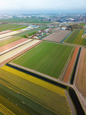 Hollanda kırsalında, yumuşak bir sabah gökyüzünün altında tarım arazileri ve yeşil otlaklarla dolu sakin bir kanal boyunca uzanan canlı lale tarlalarının havadan görünüşü.