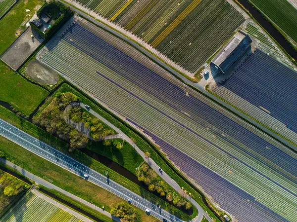 Canlı lale tarlalarının hava manzarası, açık mavi bir gökyüzü altında, yakındaki yollar, çiftlikler ve uzak bir kasaba ile kırsal bir alanda renkli çiçek sıraları sergiliyor..