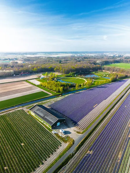 Hollanda kırsalında, yumuşak bir sabah gökyüzünün altında tarım arazileri ve yeşil otlaklarla dolu sakin bir kanal boyunca uzanan canlı lale tarlalarının havadan görünüşü.