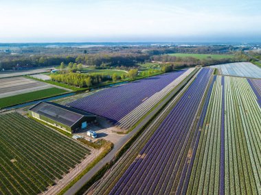 Hollanda kırsalında, yumuşak bir sabah gökyüzünün altında tarım arazileri ve yeşil otlaklarla dolu sakin bir kanal boyunca uzanan canlı lale tarlalarının havadan görünüşü.