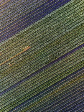 Sersemletici yukarıdan aşağıya Hollanda çiçek tarlaları, mükemmel simetri ile mor, yeşil ve beyaz köşegenlerin canlı çapraz sıralarını ortaya çıkarıyor.