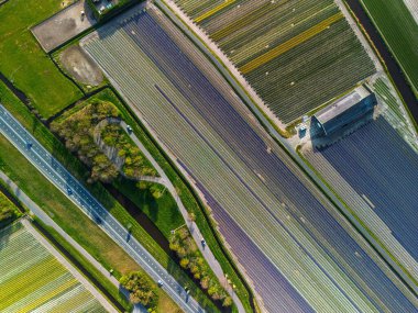 Canlı lale tarlalarının hava manzarası, açık mavi bir gökyüzü altında, yakındaki yollar, çiftlikler ve uzak bir kasaba ile kırsal bir alanda renkli çiçek sıraları sergiliyor..
