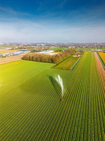 Merkezi fıskiyeli renkli lale tarlalarının havadan görünüşü su püskürtüyor, Hollanda kırsal kesimlerinde canlı ürün ve seralar sergileniyor..
