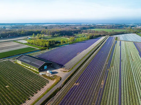 Hollanda kırsalında, yumuşak bir sabah gökyüzünün altında tarım arazileri ve yeşil otlaklarla dolu sakin bir kanal boyunca uzanan canlı lale tarlalarının havadan görünüşü.