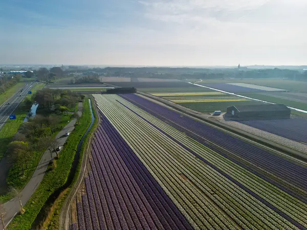 Hollanda kırsalında, yumuşak bir sabah gökyüzünün altında tarım arazileri ve yeşil otlaklarla dolu sakin bir kanal boyunca uzanan canlı lale tarlalarının havadan görünüşü.