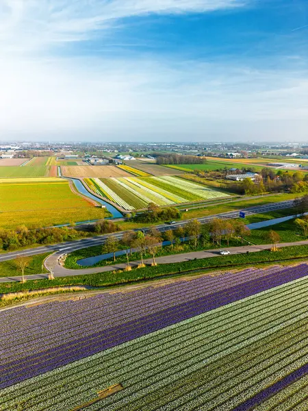 Canlı lale tarlalarının hava manzarası, açık mavi bir gökyüzü altında, yakındaki yollar, çiftlikler ve uzak bir kasaba ile kırsal bir alanda renkli çiçek sıraları sergiliyor..