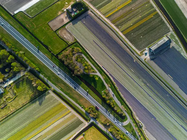 Canlı lale tarlalarının hava manzarası, açık mavi bir gökyüzü altında, yakındaki yollar, çiftlikler ve uzak bir kasaba ile kırsal bir alanda renkli çiçek sıraları sergiliyor..