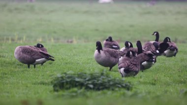 Bir grup Kanada kazları yemyeşil bir alanda dinlenip otluyor. Bazıları tetikte beklerken, bazıları da sisli kırlarda huzurlu bir yaban hayatı manzarası yaratıyor..