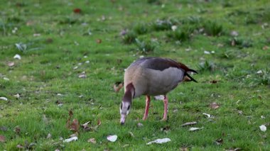 Yalnız bir Mısırlı kaz yemyeşil bir tarlada otlar ve otları gagalar. Huzurlu ortam yumuşak doğal ışıkla doluyken diğer kuşlar bulanık arka planda geziniyor..