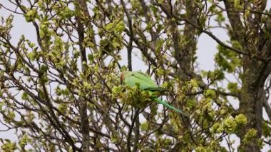 Kırmızı gagalı canlı bir yeşil muhabbet kuşu, yapraklı bir ağaç dalına tünemiş, taze bahar yaprakları ve çiçeklerin arasında huzurlu bir doğal ortamda besleniyor..