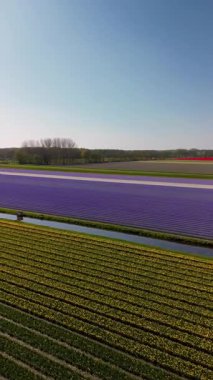 Canlı çiçek tarlalarının hava görüntüleri, açık gökyüzü ve manzaralı tarım arazisi olan bir kasabanın yakınındaki renkli laleler ve ekinlerden oluşan bir yama sergiliyor..