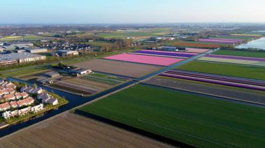 Açık mavi gökyüzünün altında seralar ve tarım ekipmanlarıyla dolu renkli lale tarlalarının gökyüzü manzarası.