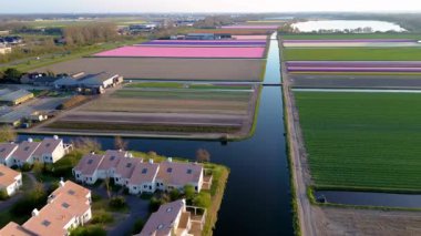 Açık mavi gökyüzünün altında seralar ve tarım ekipmanlarıyla dolu renkli lale tarlalarının gökyüzü manzarası.