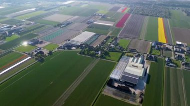 Hollanda kırsalında, yumuşak bir sabah gökyüzünün altında tarım arazileri ve yeşil otlaklarla dolu sakin bir kanal boyunca uzanan canlı lale tarlalarının havadan görünüşü.