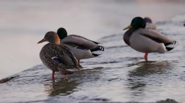 Dişi bir yaban ördeği sığ sularda durur, sıcak güneş ışığında yıkanır. Diğer ördekler, biraz bulanık odaklanırlar, dinlenirler ve arka planda yaşarlar. Kuşun turuncu perdeli ayakları etrafında hafif dalgalanmalar oluşur..