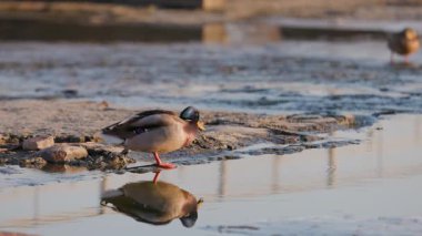 Erkek bir yaban ördeği sığ bir nehir kıyısında duruyor, canlı yeşil kafası ve suyun yumuşak dalgalarıyla çelişen sarı gagası. Sıcak günbatımı, suyun yüzeyine yansıyor..