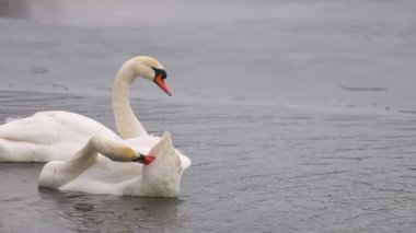 İki zarif kuğu kısmen donmuş bir gölün soğuk sularında süzülüyor. Bir kuğu tüylerini nazikçe yolarken diğeri ileriye bakıyor. Sakin kış sahnesi dalgalanan suya yansıyor..