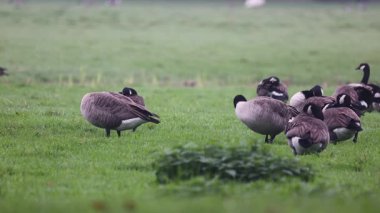 Bir grup Kanada kazları yemyeşil bir alanda dinlenip otluyor. Bazıları tetikte beklerken, bazıları da sisli kırlarda huzurlu bir yaban hayatı manzarası yaratıyor..