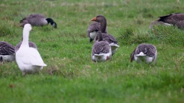 Bir grup Kanada kazları yemyeşil bir alanda dinlenip otluyor. Bazıları tetikte beklerken, bazıları da sisli kırlarda huzurlu bir yaban hayatı manzarası yaratıyor..