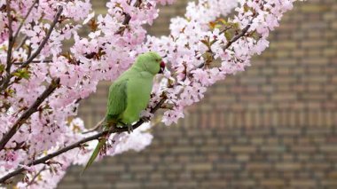 Yeşil bir papağan, arka planda bulanık tuğla bir duvarla çevrili, narin pembe çiçeklerle çevrili kiraz çiçeği dalına tünemiş..